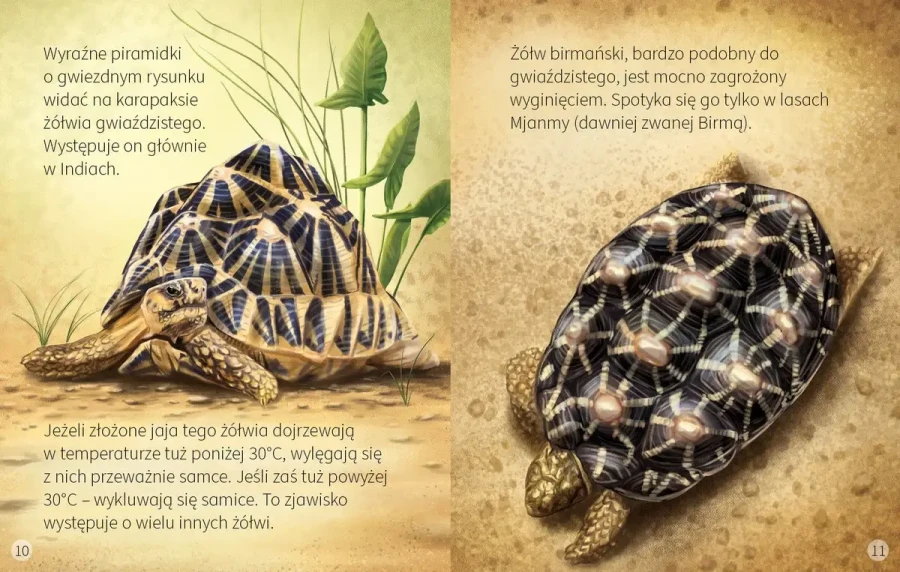 Żółwie wodne i lądowe. Młodzi przyrodnicy / Wilga
