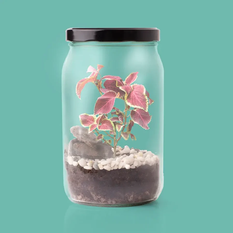 Terrarium w słoiku / Resetea