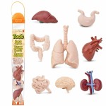 Zestaw Figurek w Tubie - Narządy Wewnętrzne Człowieka / Safari Ltd.