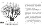Opowieść starego drzewa. Czytam sobie Eko. Poziom 3 / HarperCollins