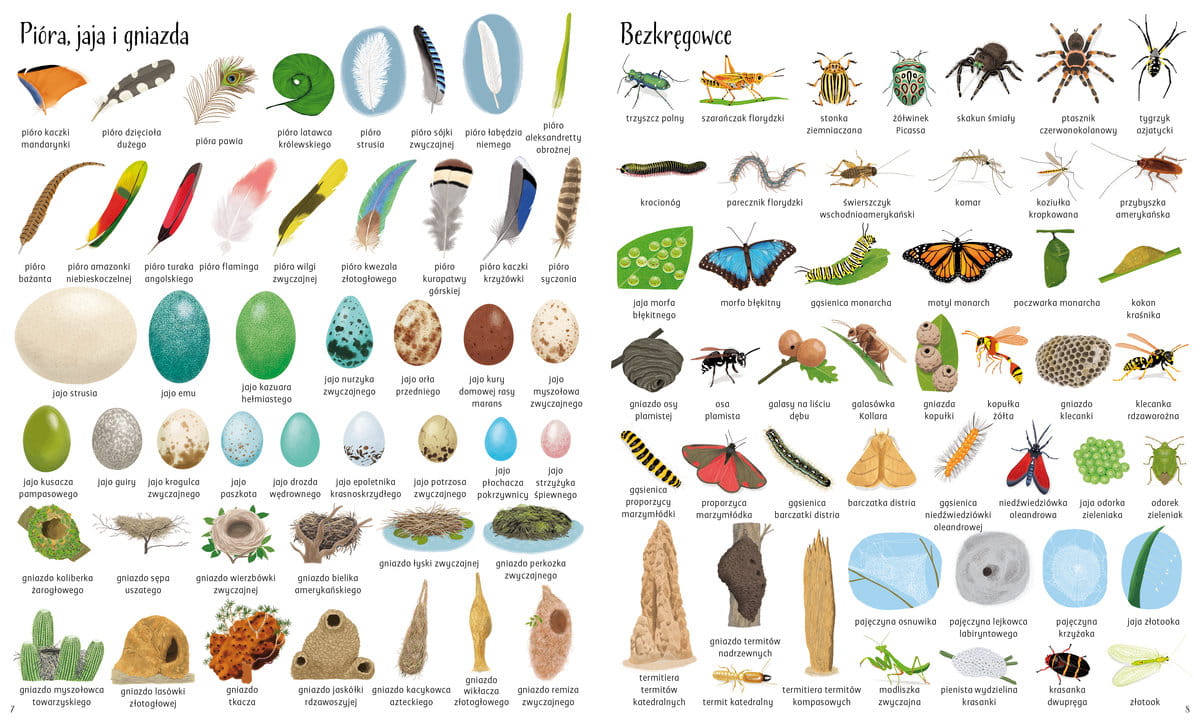 Encyklopedia obrazkowa - rozkładówka